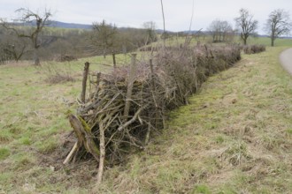 Benjes hedge, deadwood pile, deadwood hedge, hedge, species diversity, biodiversity, amphibians,