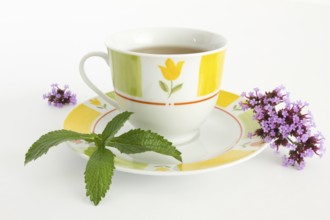 Cup of tea, verbena tea, verbena (Verbena bonariensis), herbal medicine