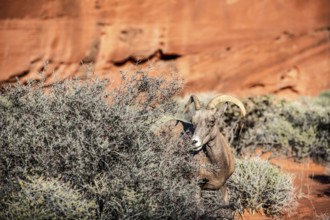 Bighorn Sheep (Ovis canadensis) in the Valley of Fire State Park, Nevada, USA, North America