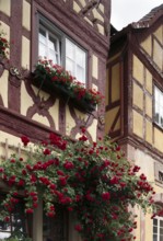 Half-timbered house on the salt market with rosebush