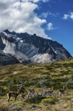 Guanaco herd at Lagunas Melizas, Torres del Paine National Park, Patagonia, Chile, South America