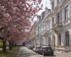 Krefeld, Alexanderplatz with blossoming cherry trees