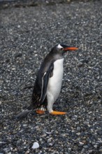 Gentoo penguins (Pygoscelis papua) on Martillon Island, Beagle Channel, Ushuaia, Argentina, South