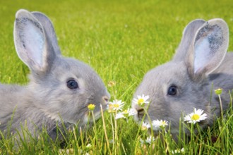 Two rabbits, Perlfeh, young animals, resting in a meadow, animals, mammals