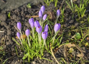 Flowering purple crocus