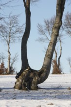 Hedgerow landscape with typical beech hedges