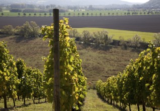 Großjena, Klinger's vineyard