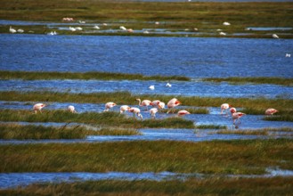 Flamingos in Lago Argentino, Los Glaciares National Park, Santa Cruz, Patagonia, Argentina, South