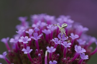 Crab spider on verbena (Verbena bonariensis), verbena, insect, spider, flower, Germany, Europe