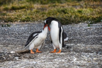 Gentoo penguins (Pygoscelis papua) on Martillon Island, Beagle Channel, Ushuaia, Argentina, South