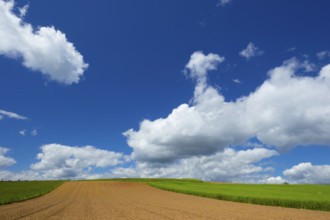 Cultivated landscape, Field, Summer landscape, Field, Clouds, Blue sky, Cumulus clouds, Summer