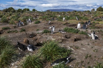 Magellanic penguins (Sphreniscus magellanicus) on Martillon Island, Beagle Channel, Ushuaia,