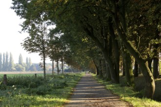 View to the east, Kastanienallee natural monument, old oaks in the foreground, trees and houses