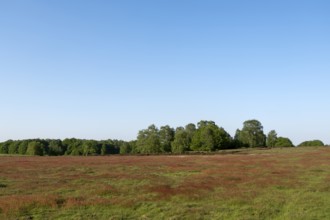 Krefeld-Traar, Egelsberg, heathland with flowering fleabane