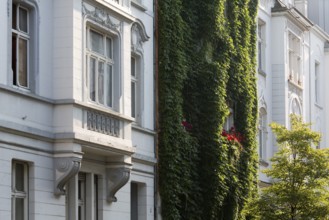 Wilhelminian style house facades, House covered with ivy