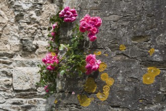 Monastery garden in the cloister, roses and lichen on the church wall