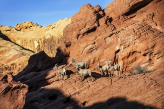 Bighorn Sheep (Ovis canadensis) at Rainbow Vista, Valley of Fire State Park, Nevada, USA, North