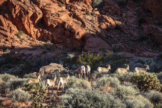 Bighorn Sheep (Ovis canadensis) in the Valley of Fire State Park, Nevada, USA, North America