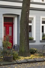 Avenue of gingko trees in autumn, front door