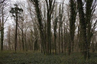 Landscape park, floodplain forest, trees with ivy