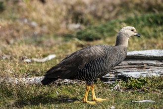 Magellanic goose (Chloephaga picta), female, Martillon Island, Tierra del Fuego National Park,