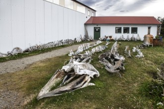 Humpback whale skeletons off Estancia Harberton, Beagle Channel, Ushuaia, Argentina, South America