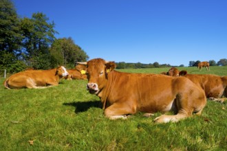 Brown cattle resting on a pasture, cow, cows, brown cattle, animals, mammals