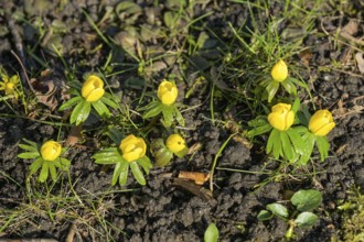 Flowering yellow winter aconite (Eranthis hyemalis)