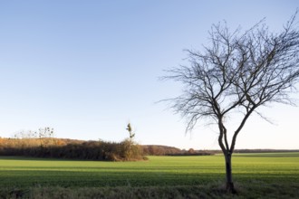 Erftstadt, Bliesheimer Feld and Altwald Ville