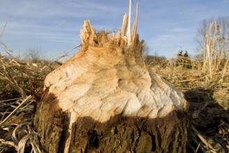 Tree felled by beaver, beaver damage, tree stump, rodent, gnaw marks