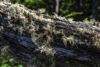 Bearded lichen on dead tree, Wulaia Bay, Beagle Street, Ushuaia, Tierra del Fuego, Patagonia,