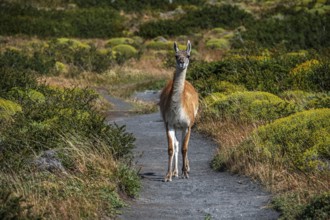 Guanaco herd at Lagunas Melizas, Torres del Paine National Park, Patagonia, Chile, South America