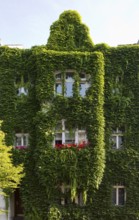 Wilhelminian style house facades, House covered with ivy