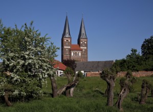 Towers seen from the west from the Elbe floodplain, in front pollarded willows, St., Sankt, Saint