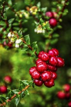 Chaura berry, (lat. Gaultheria pumila), Chilean dwarf raspberry grows in the beach zone of the