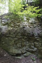 Medieval Kapfelberg quarry, Teugn, where stones were quarried for cathedral construction in the