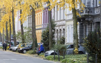 Avenue of gingko trees in autumn