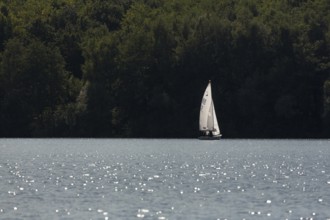 Sailing regatta of the SCV Segelclub Ville, Zugvogel, Schwertzugvogel