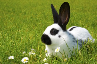 Rabbit, English piebald, black and white, Animals, Mammals