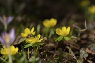 Hoverfly on winter aconite (Eranthis hyemalis), spring, bee pasture, insect pasture, ecology,