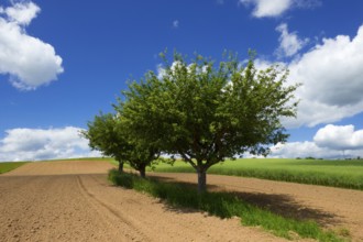 Fruit trees in the field, blue sky, cumulus clouds