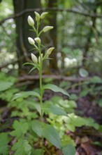 White Helleborine (Cephalanthera damasonium), orchid, Kocher valley, Kocher, Rosengarten, Germany,