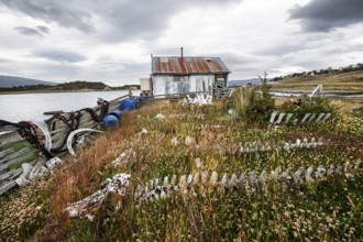 Whale skeletons off Estancia Harberton, Beagle Channel, Ushuaia, Argentina, South America