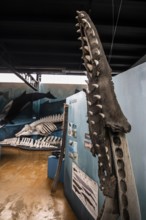 Whale museum at Estancia Harberton, Beagle Channel, Ushuaia, Argentina, South America