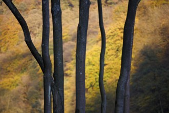 Trees in autumn