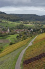 Golden October in the vineyard, Steinbacher Tal, Pfedelbach, Pfedelbach-Untersteinbach, Hohenlohe,