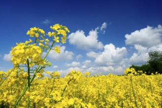 Rape field, trees, rape, summer, blue sky, cumulus clouds, landscape, blooms, blooming, rape