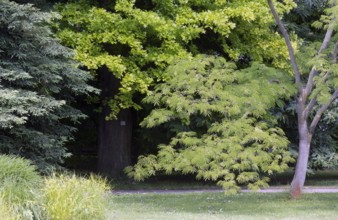 English lot near the Alpinum, various trees and leaf shapes