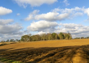 Sunny winter landscape cumulus clouds blue sky, copse of trees and ploughed field, Ramsholt,