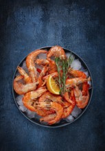 Freshly frozen shrimp on ice, with lemon and rosemary, on a dark blue table, top view, no people